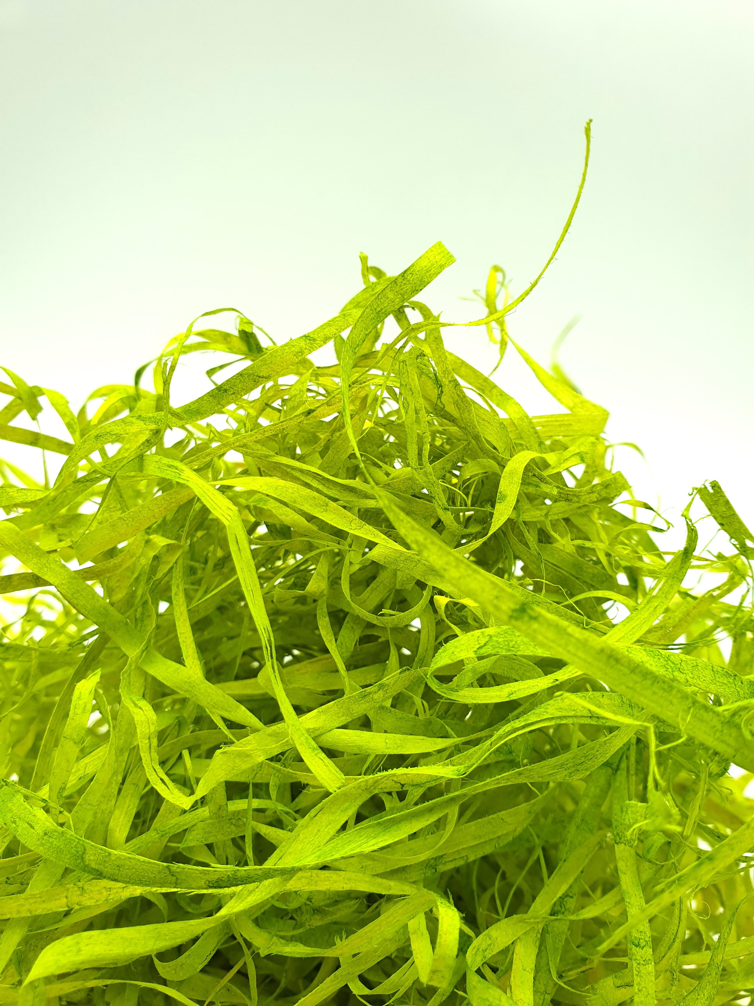 Wood Wool 100g Fine - Lime Green WWLG