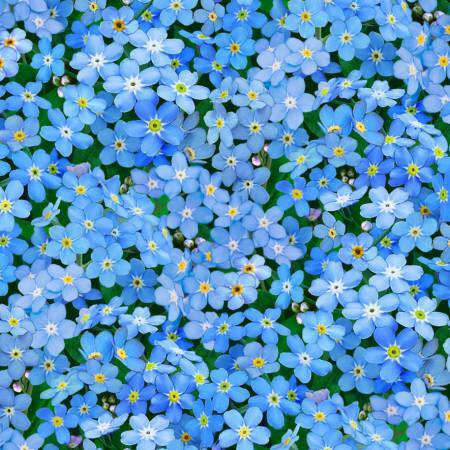 Forget Me Not - Elizabeth Studio CDM8UP1G
