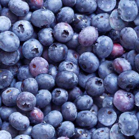 Blue Blueberries - Elizabeth Studio PDXF2LC5