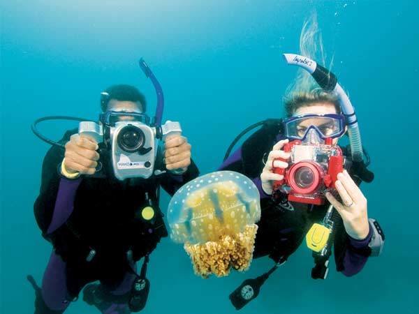 Diving Photo 10059