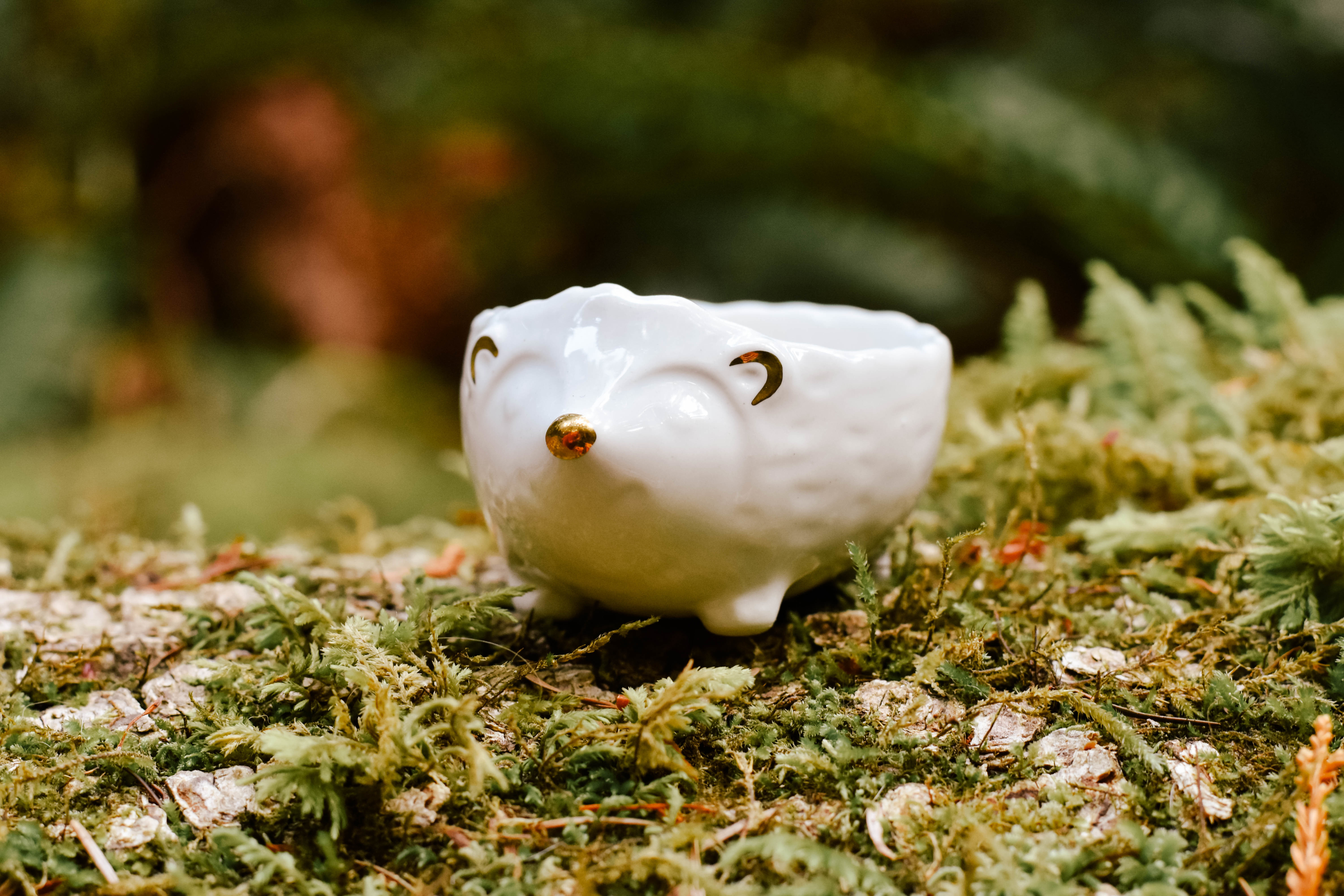 Hedgehog dish da9681 E4NG5XX6JXAZM
