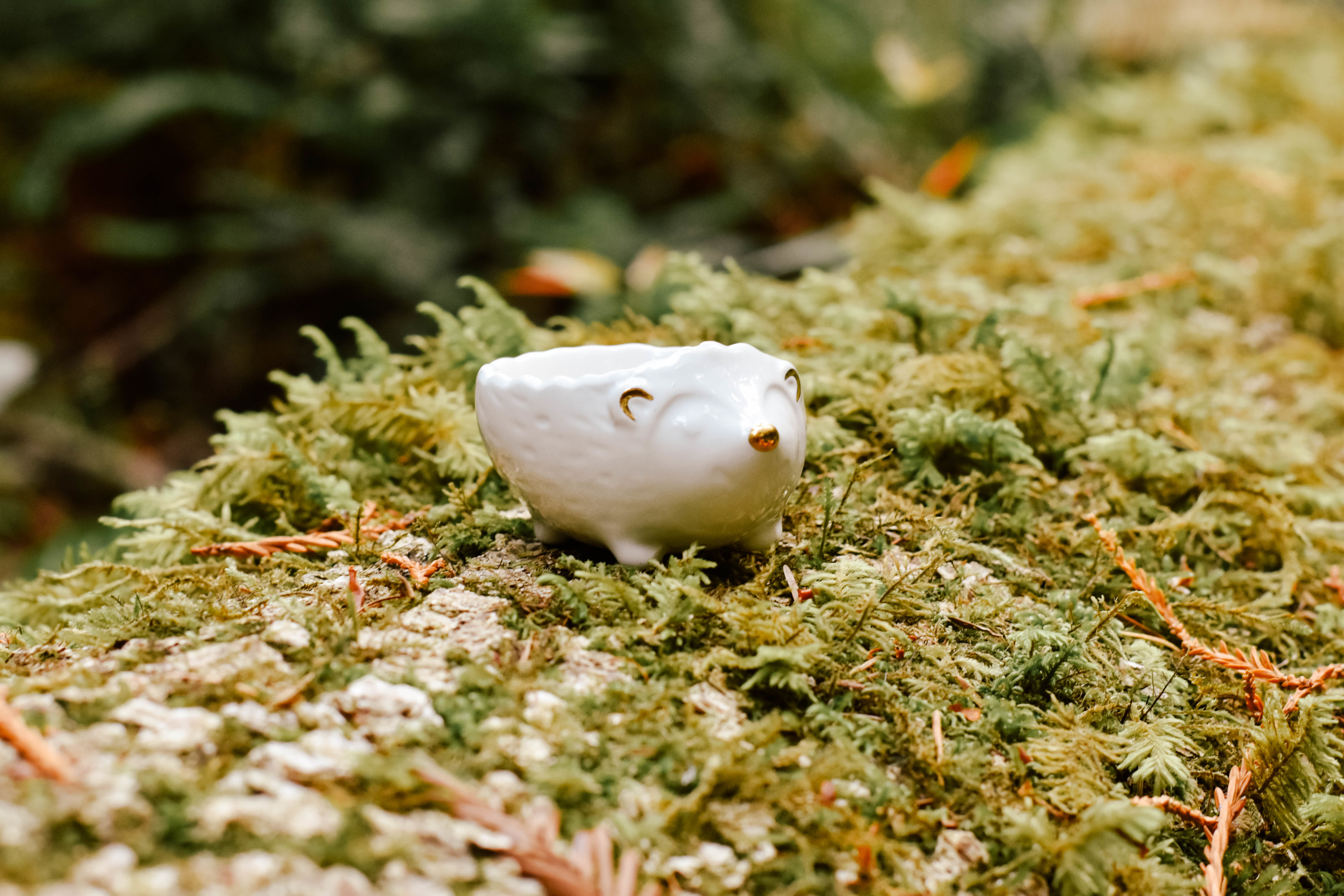 Hedgehog dish da9681