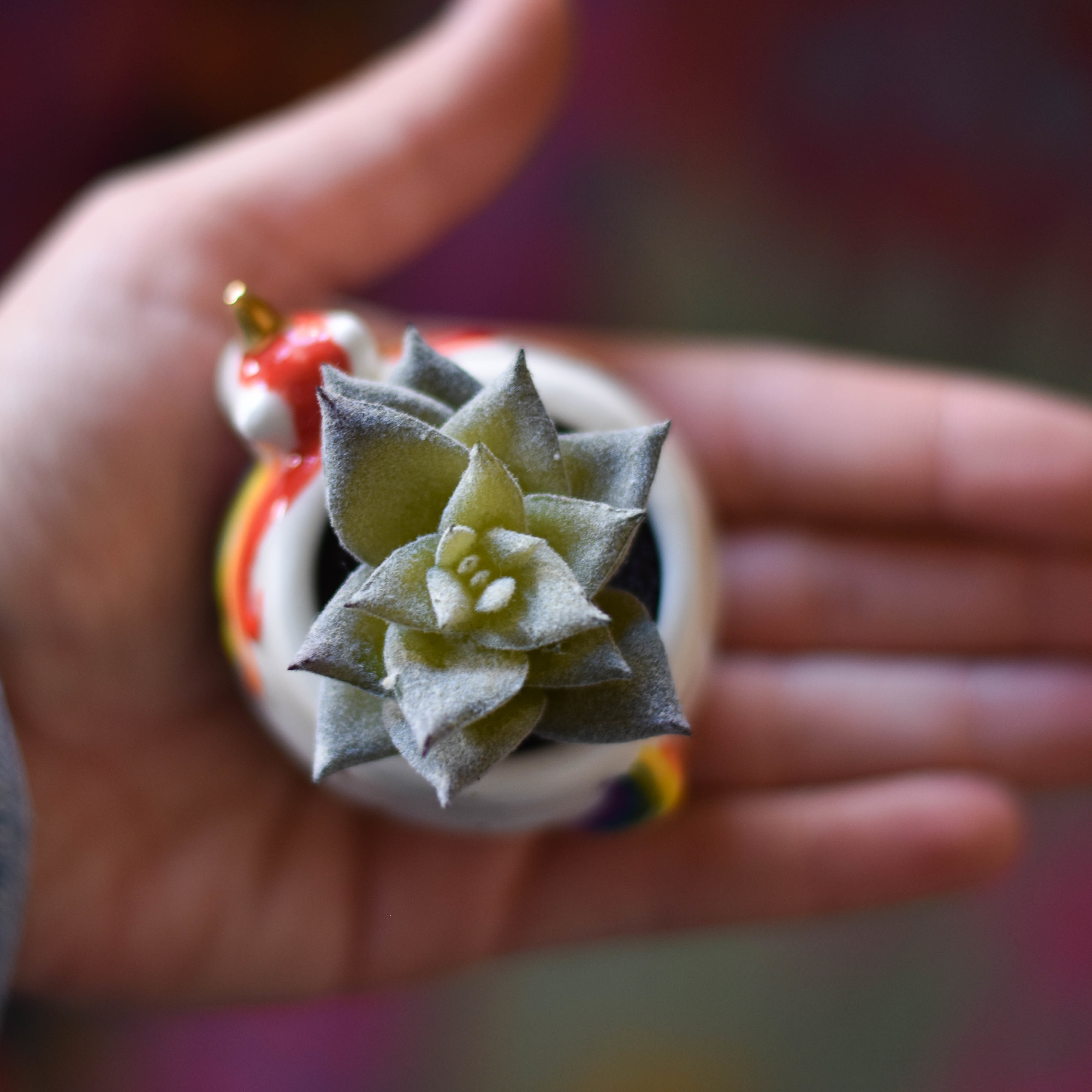 Critter Succulent Plnt038