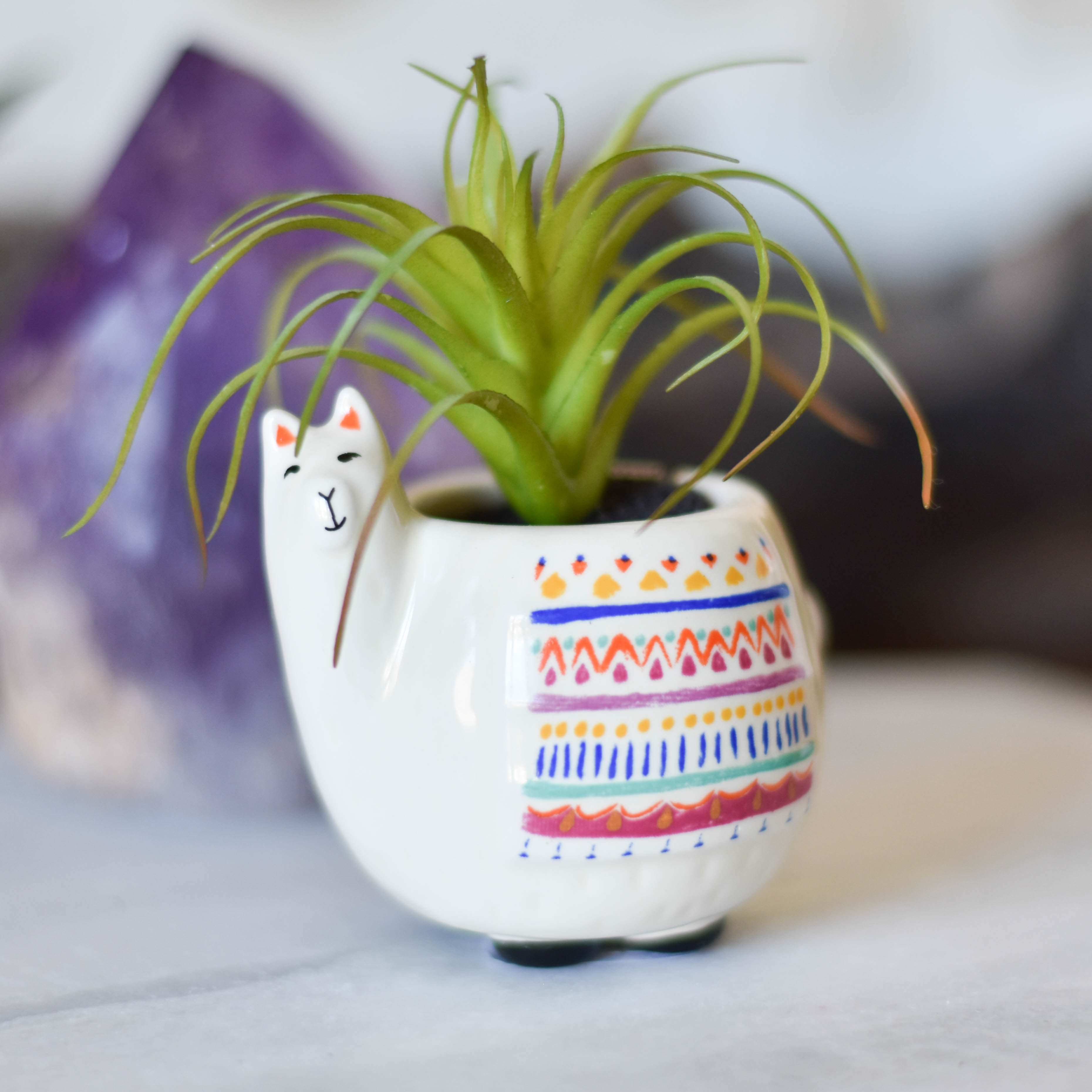 Critter Succulent LLama PLNT036 PT9J4734RWGEE