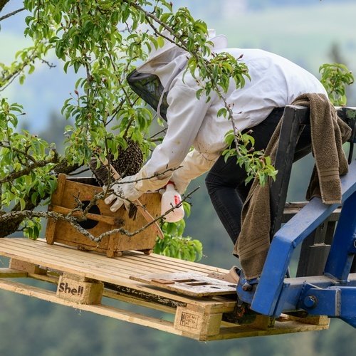 Emmentaler Bio in Umstellung Waldhonig