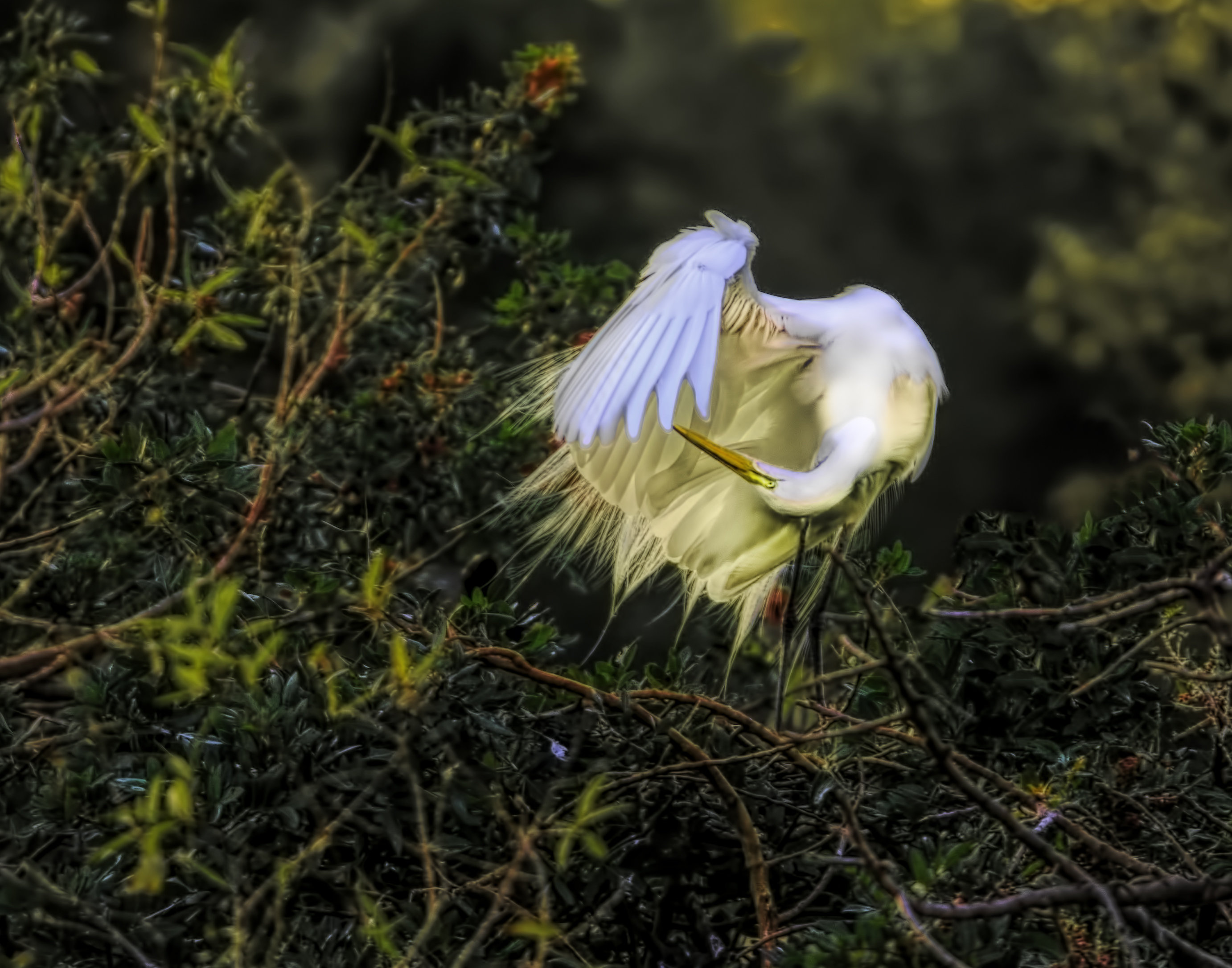 Egret Grooming 00000