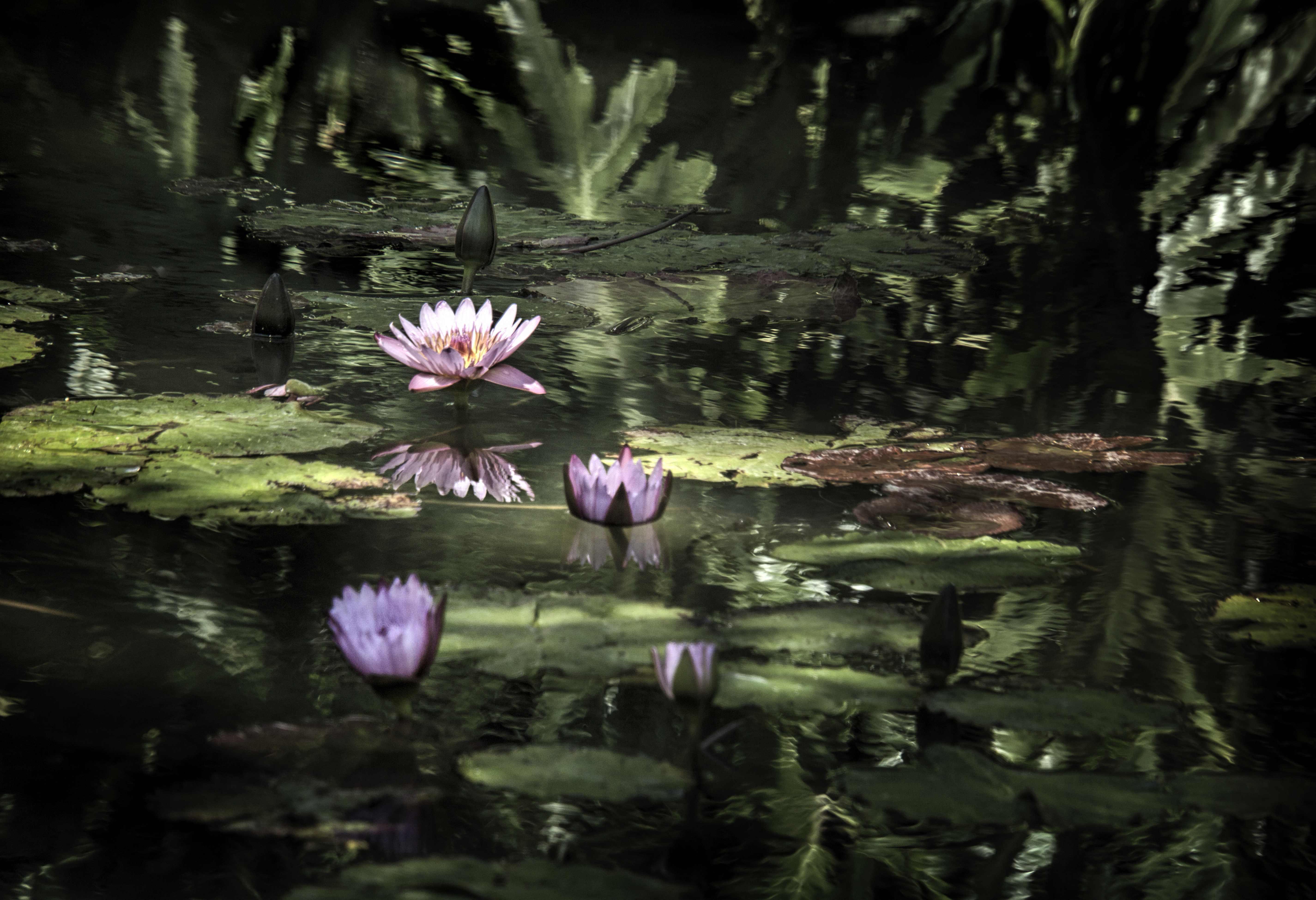 Lily Pond 004-107