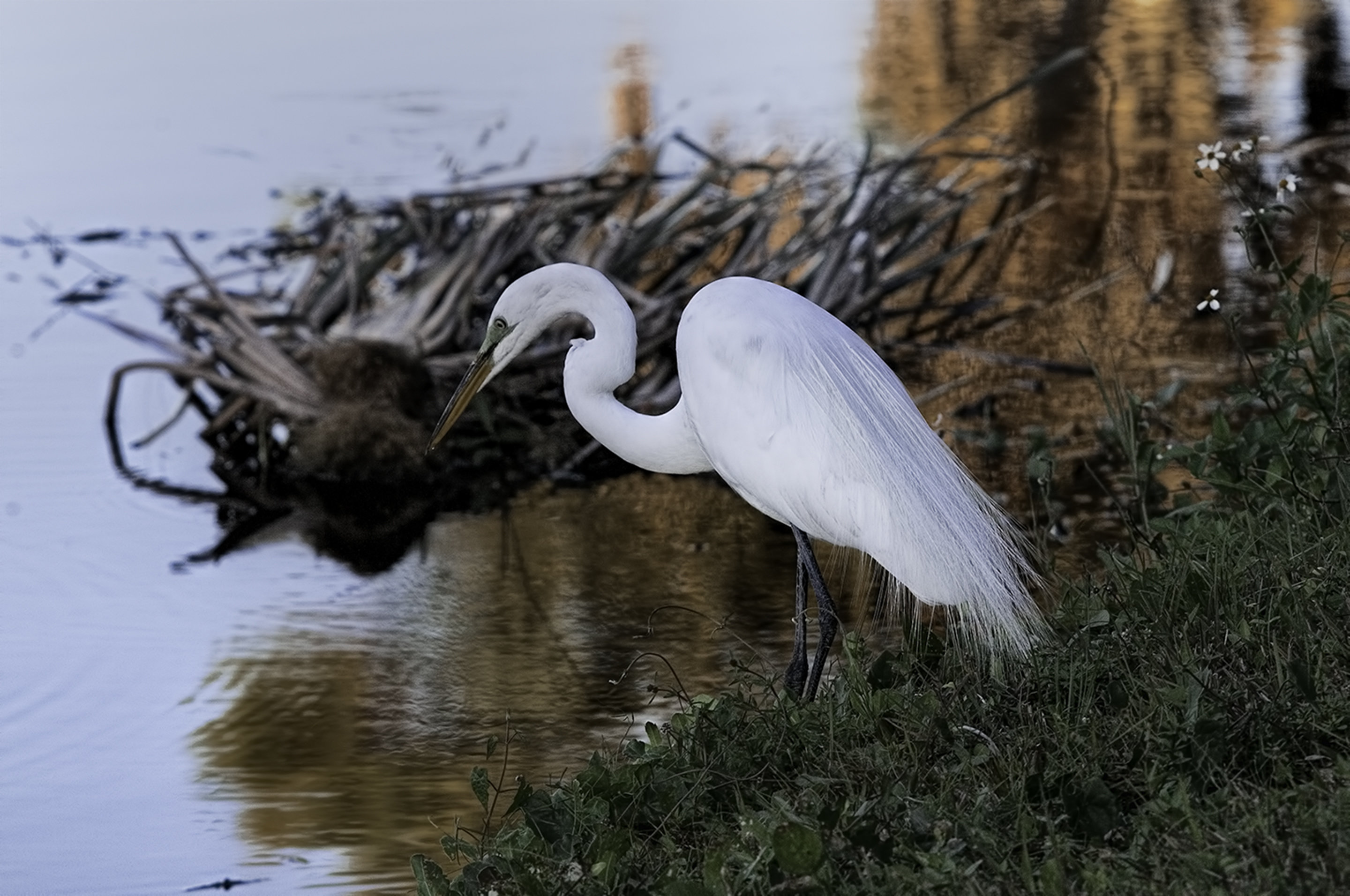 Looking For Dinner 001-108