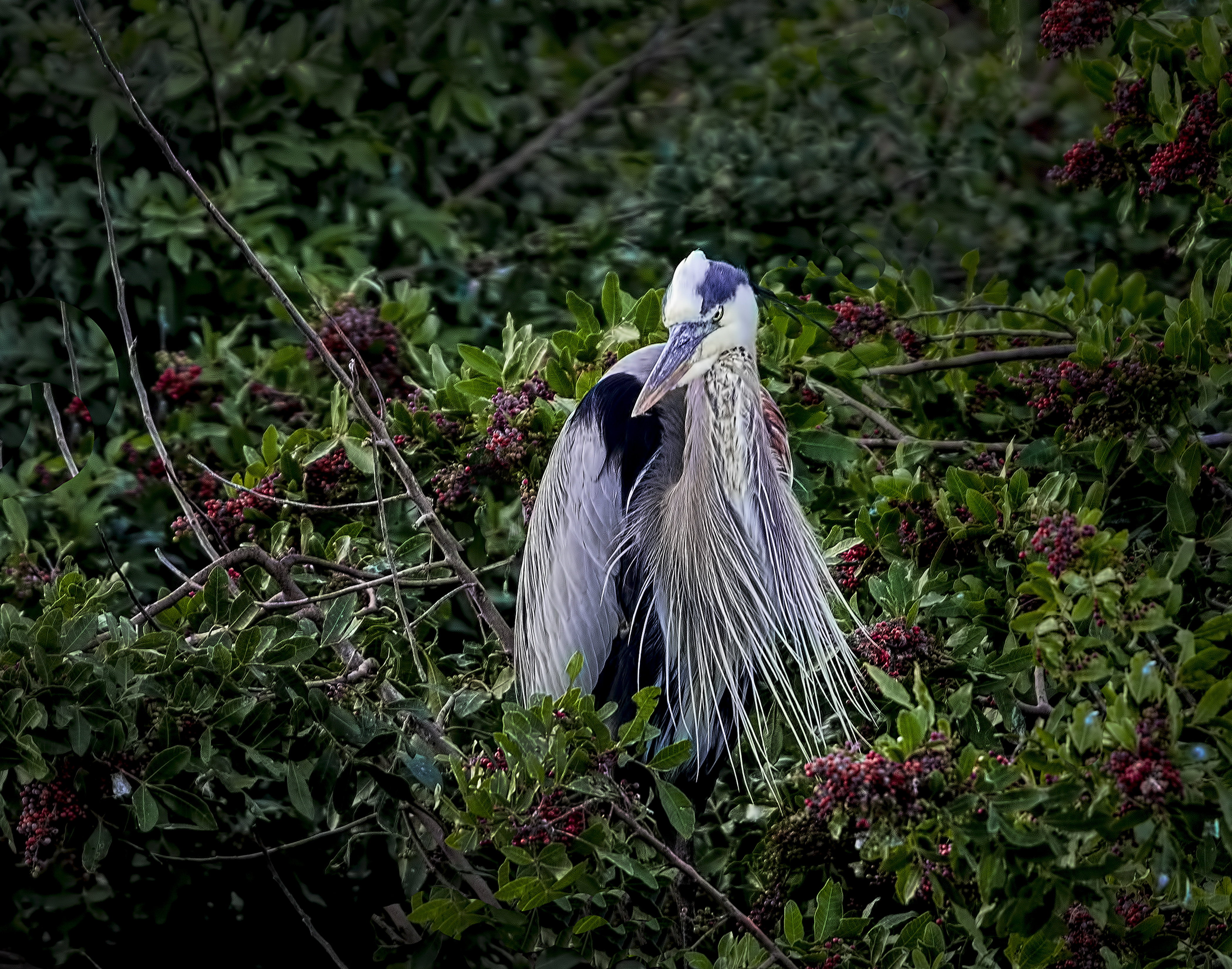 Portrait of a Heron 001-104