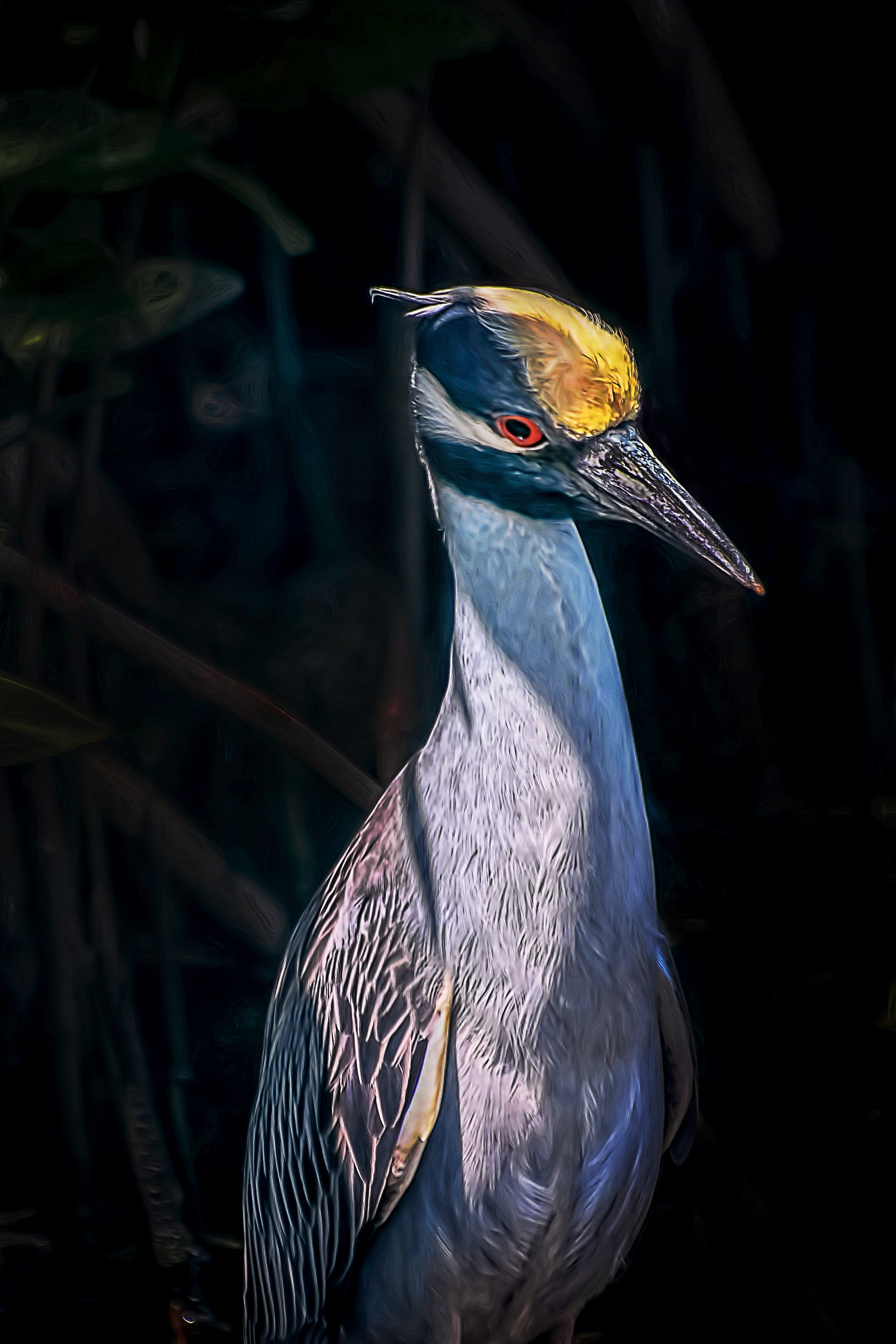 Yellow Crested Night Heron 001-111