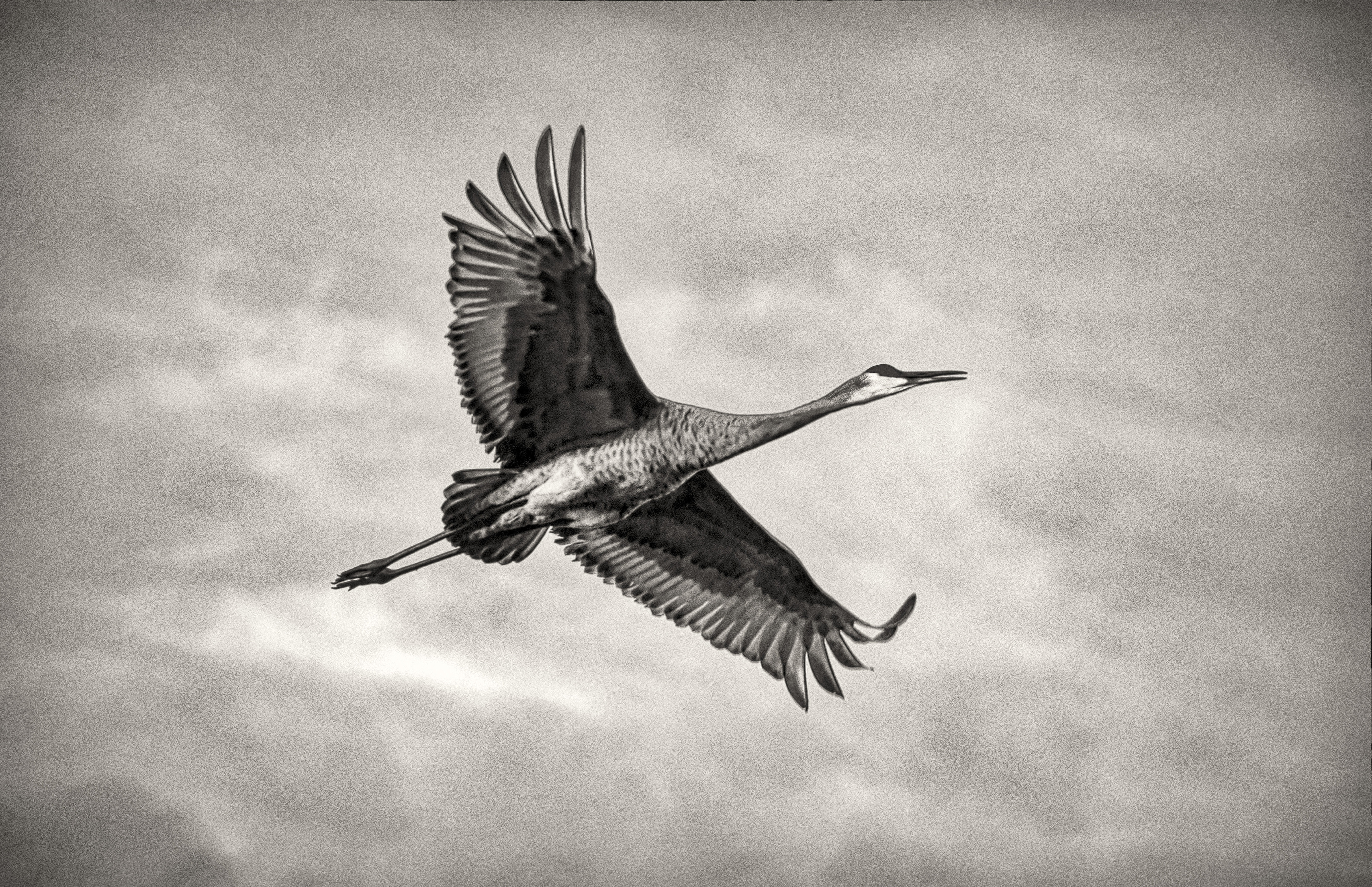 Sandhill Crane 001-106