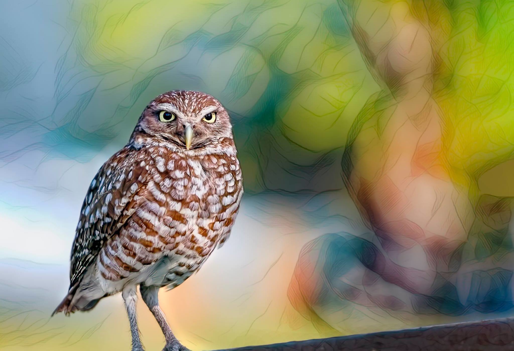 A Very Small Ground Burrowing Owl 001-122
