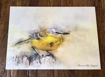 Watercolor billede med vipstjert Watercolor billede med vipstjert