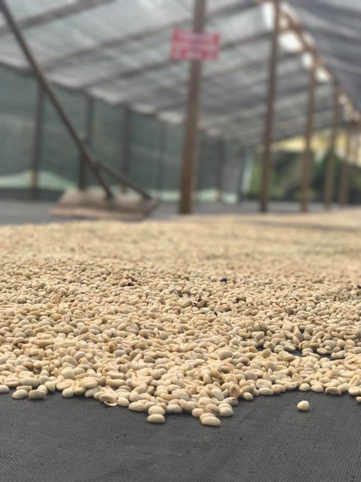 Colombian Santa Maria Blend- New from our June trip!