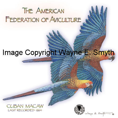 Cuban Macaws in Flight - Ceramic Tiles 00010