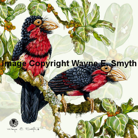 Bearded Barbets - Ceramic Tiles 00011