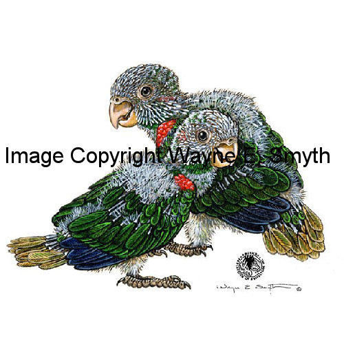 Baby Blue-Throated Conures - Ceramic Tiles 00012