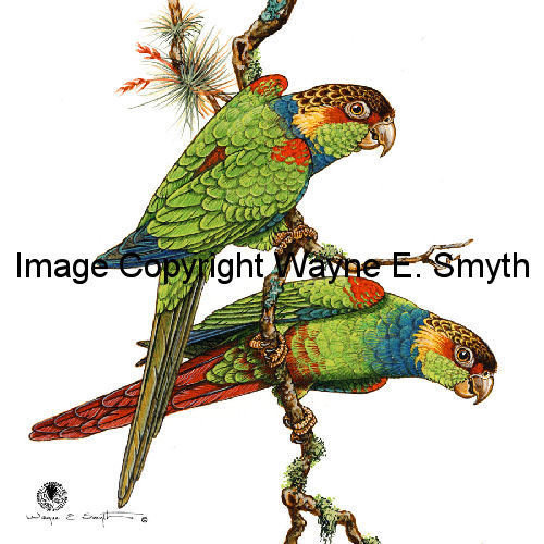 Blue-Throated Conures - Ceramic Tiles 00013