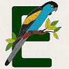 #22 Hooded Parrot - CITES Pins 122
