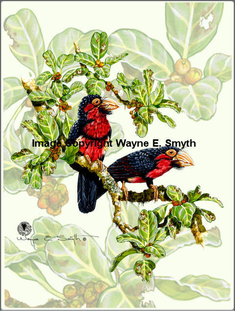 Bearded Barbets - Glass Tiles 00014
