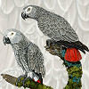 African Greys - Neckties 00020