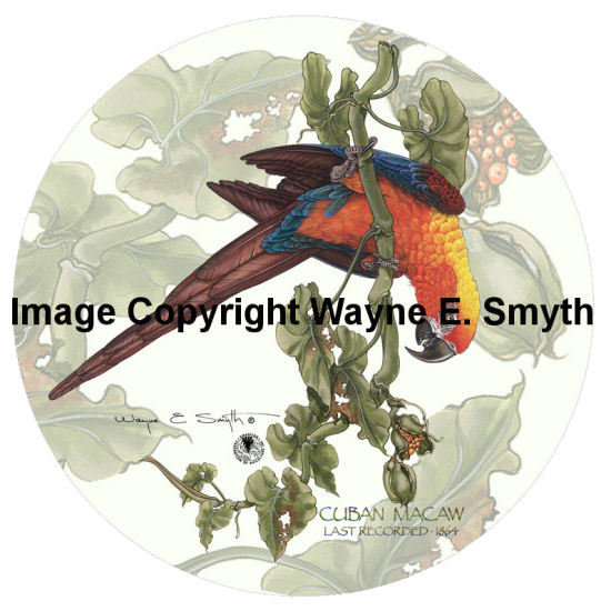 Cuban Macaw on Vine - Porcelain Plates 00030