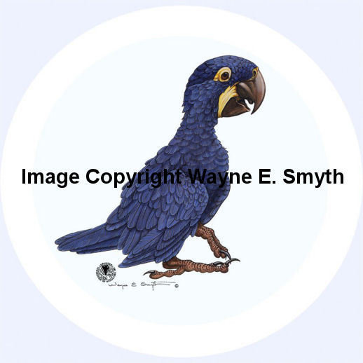 Baby Hyacinth (Plain) - Porcelain Plates 00031