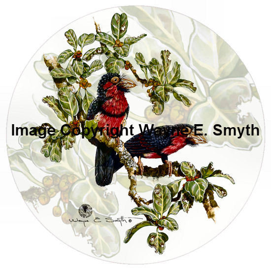 Bearded Barbet - Porcelain Plates 00036