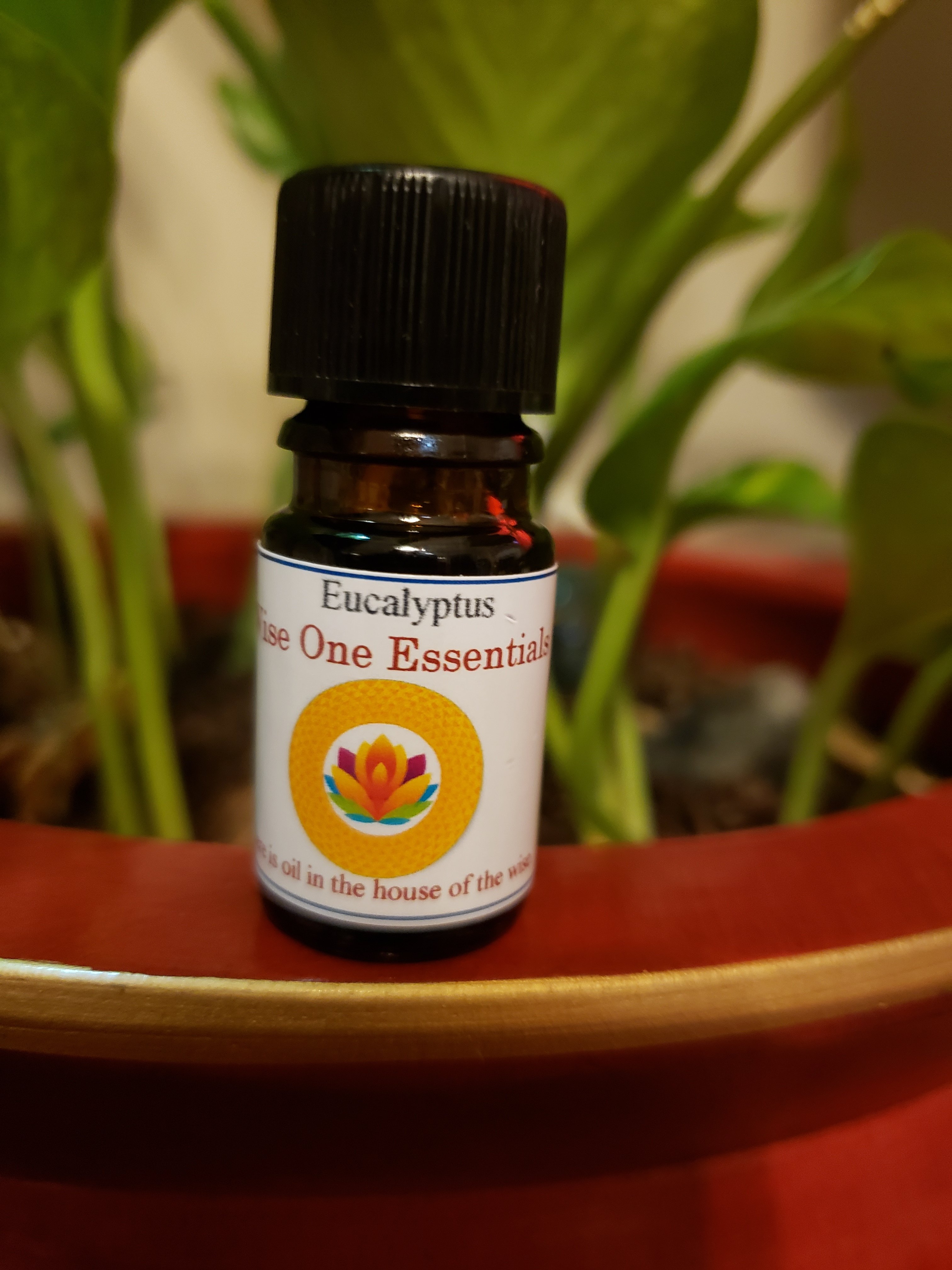 Eucalyptus Globulus Essential Oil (5ml) 64-5