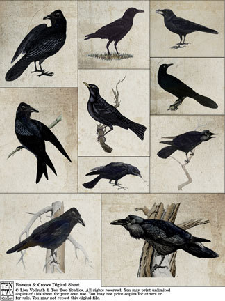 Ravens & Crows Ravens & Crows