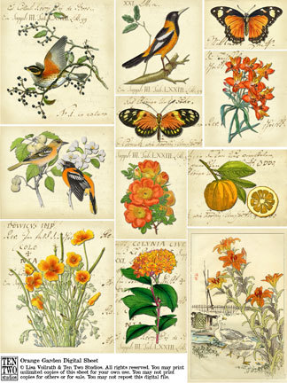 Orange Garden Orange Garden