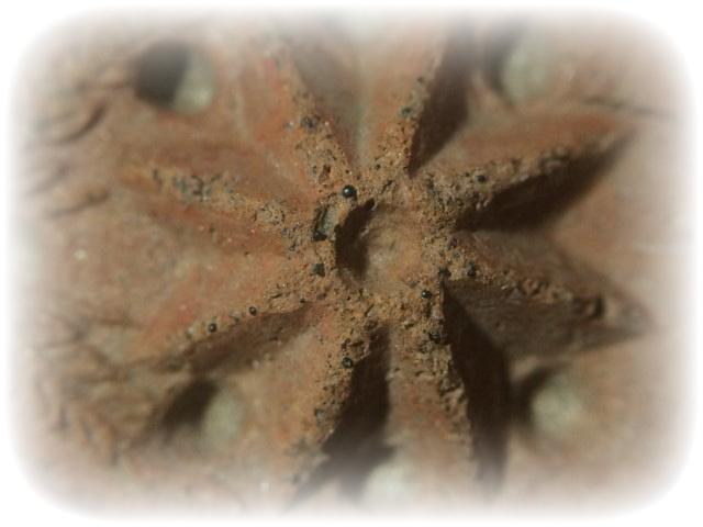 Daw Nai Pan Nai Pon Nuea Pong Aathan Early Era Lucky Star Amulet Luang Por Pina Free EMS Worldwide