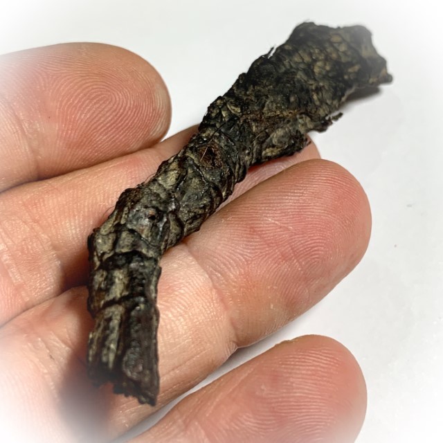 Takrut Hnaa Phaag Suea Tiger of Maha Amnaj Forehead Hide Amulet 2480 BE Luang Por Jong Wat Na Tang Nork