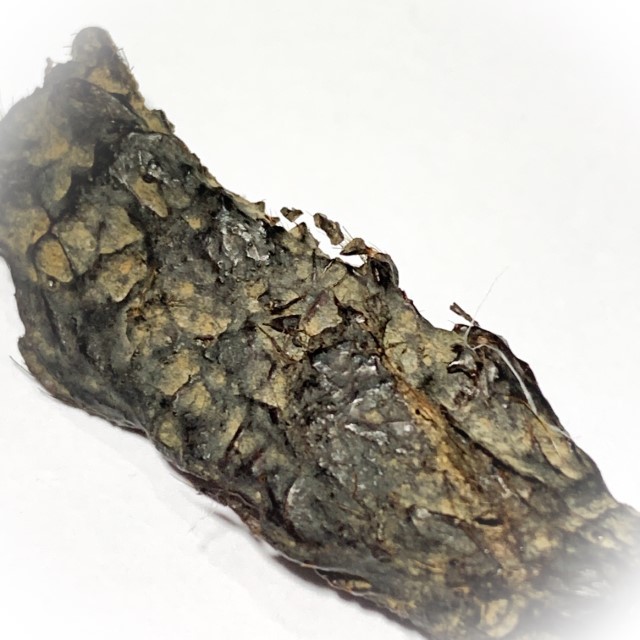 Takrut Hnaa Phaag Suea Tiger of Maha Amnaj Forehead Hide Amulet 2480 BE Luang Por Jong Wat Na Tang Nork