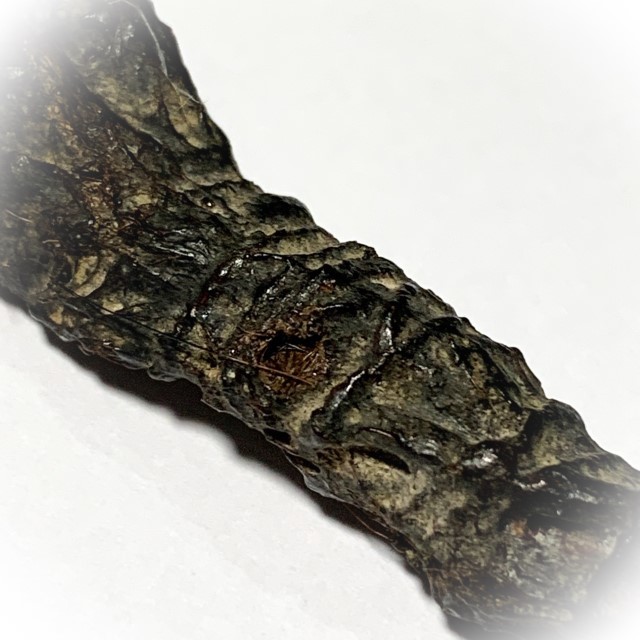 Takrut Hnaa Phaag Suea Tiger of Maha Amnaj Forehead Hide Amulet 2480 BE Luang Por Jong Wat Na Tang Nork