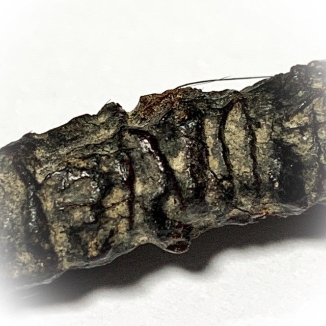 Takrut Hnaa Phaag Suea Tiger of Maha Amnaj Forehead Hide Amulet 2480 BE Luang Por Jong Wat Na Tang Nork