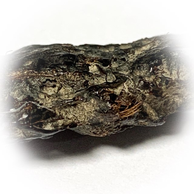 Takrut Hnaa Phaag Suea Tiger of Maha Amnaj Forehead Hide Amulet 2480 BE Luang Por Jong Wat Na Tang Nork