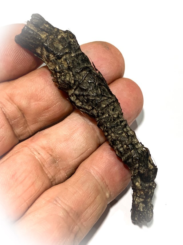 Takrut Hnaa Phaag Suea Tiger of Maha Amnaj Forehead Hide Amulet 2480 BE Luang Por Jong Wat Na Tang Nork