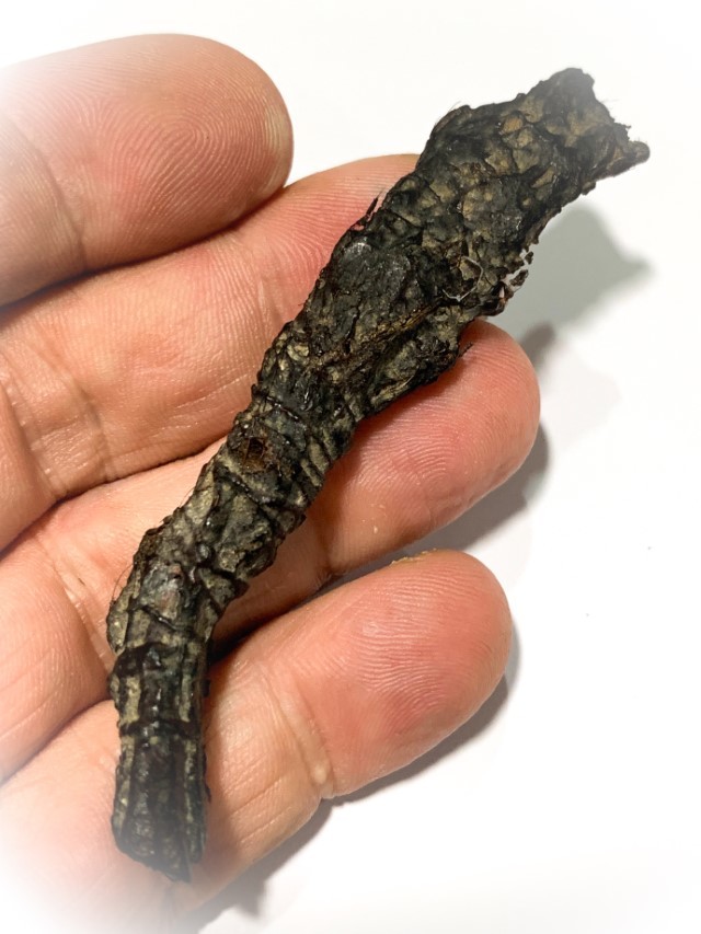 Takrut Hnaa Phaag Suea Tiger of Maha Amnaj Forehead Hide Amulet 2480 BE Luang Por Jong Wat Na Tang Nork