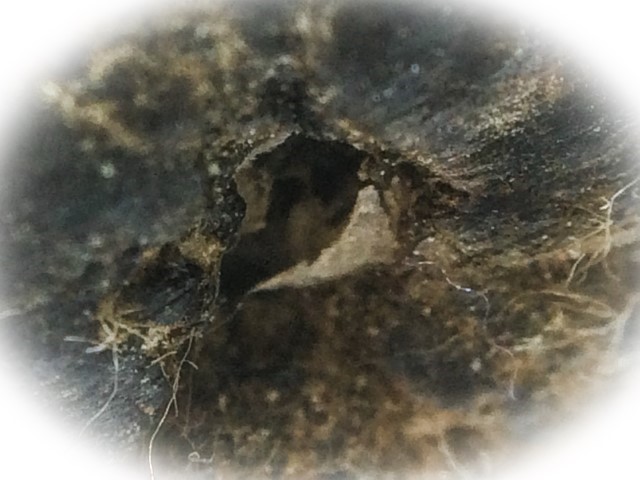 Hwaen Pirod Ancient Warrior Ring of Invincibility Circa 2460 BE Luang Por Muang Wat Ban Tuan
