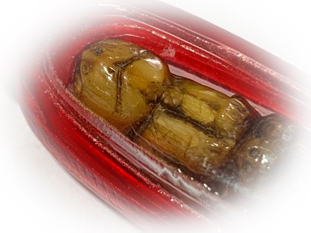 Khiaw Sue Gae Twin Tiger Amulet 2 Pim Carved Tooth 4 Cm Luang Por Parn Wat Bang Hia