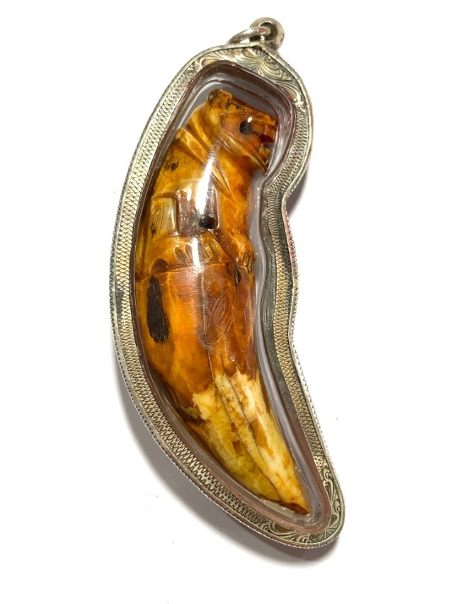 Khiaw Suea Kroeng Gae Tiger Tooth Amulet 4 Inches Hand Spell Inscriptions Silver Custom Casing Luang Por Parn Wat Bang Hia Free EMS