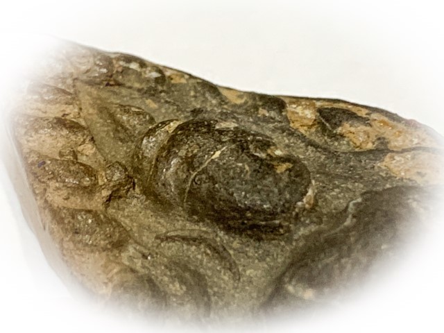 Pra Khun Phaen Kru Ban Krang Pim Plai Koo Twin Buddha Ancient 500 Years Old Sacred Clay Hiding Place Amulet
