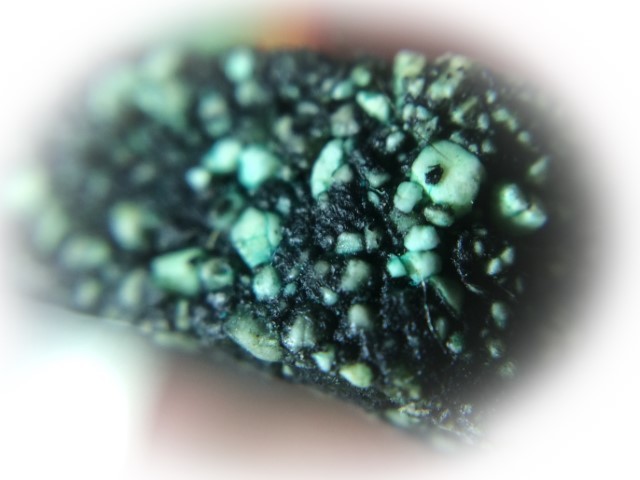 Khun Phaen Prai Kumarn Hlang Bpam Roop Muean Nuea Grayasart Pasom Khee Pheung Khiaw LP Tarb Black Rice Seed & Certificate Luang Phu Tim FREE EMS
