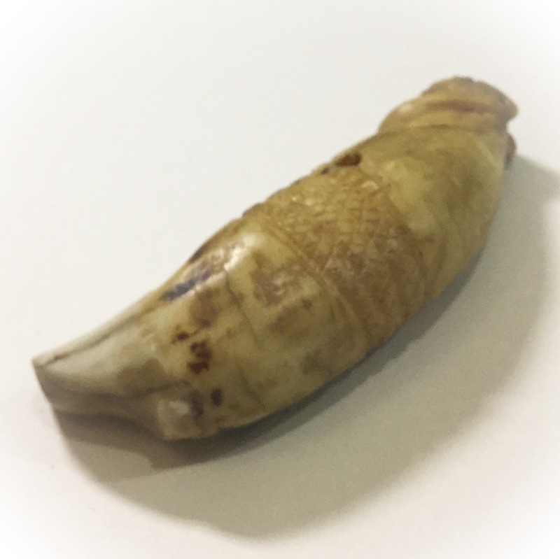 Khiaw Suea Tiger Tooth Amulet - Luang Por Nok - Wat Sangkasi - Circa 2450 BE - Kong Grapan Chadtri Maha Amnaj Talismanic Amulet of Master Class Status