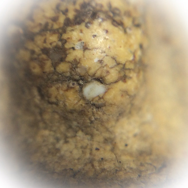 Pra Nang Paya Kru Tap Khaw Sukhothai Pim Niyom Ancient Benjapakee Hiding Place Amulet 1st Batch Khrua Ta Saeng