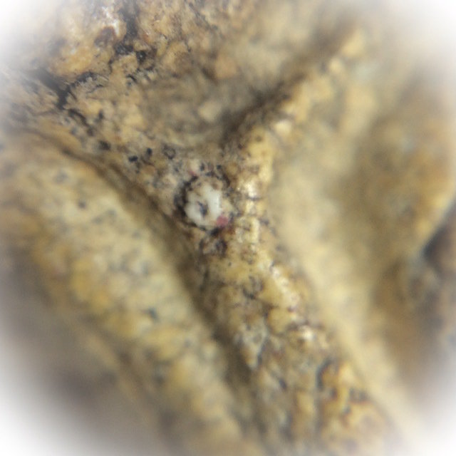 Pra Nang Paya Kru Tap Khaw Sukhothai Pim Niyom Ancient Benjapakee Hiding Place Amulet 1st Batch Khrua Ta Saeng