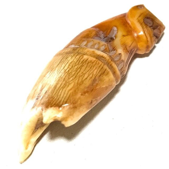 Khiaw Gae Suea Carved Tooth Tiger Amulet 4 Cm Luang Por Parn Wat Bang Hia (2368 - 2453 BE) - Kong Grapan Chadtri Maha Amnaj Talismanic Amulet of Master Class Status
