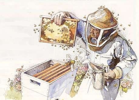Montgomery County - Beginning Beekeeping Classes 00614