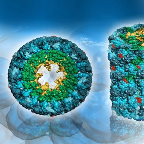 Albumin, IgG Fraction (Goat) BB 2254-b